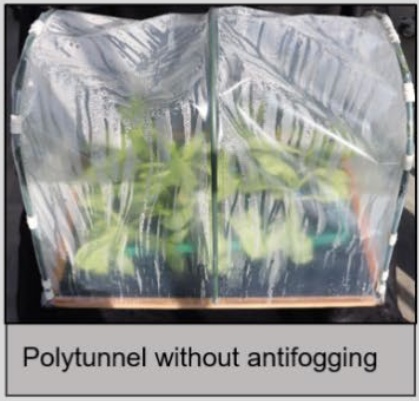 image of polytunnel without antifogging treatment