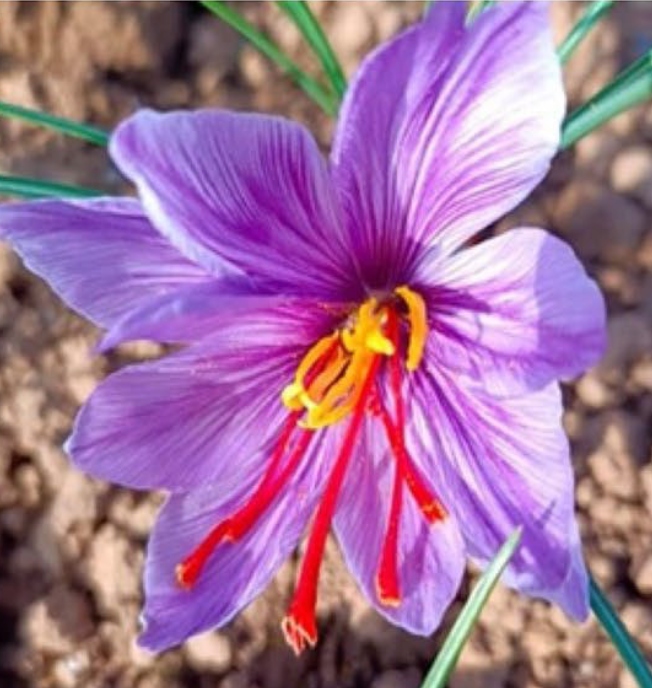 image of saffron flower