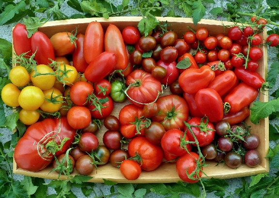 image of tomato fruit varieties