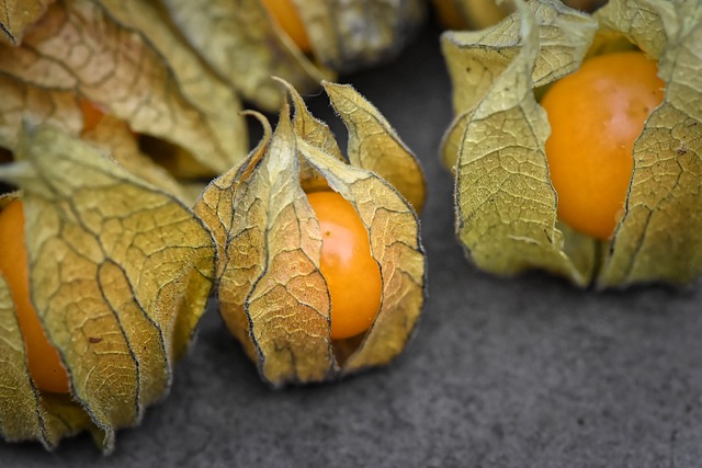 image of cape gooseberry fruits