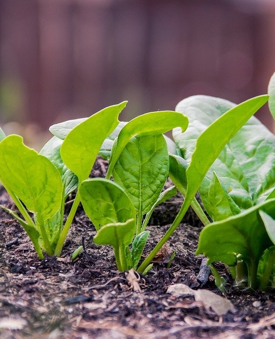 image of spinach plants