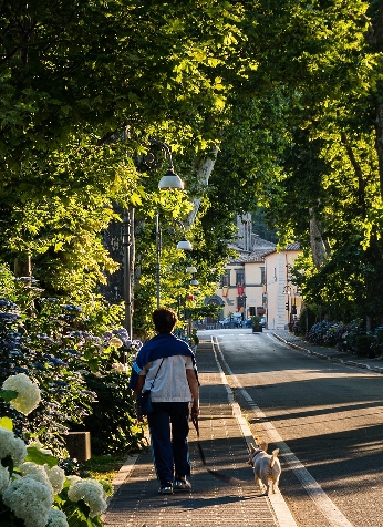 image of a side walk, bushes and trees in a city