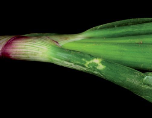 Fig. 2. “Green islands” caused by IYSV on onion.