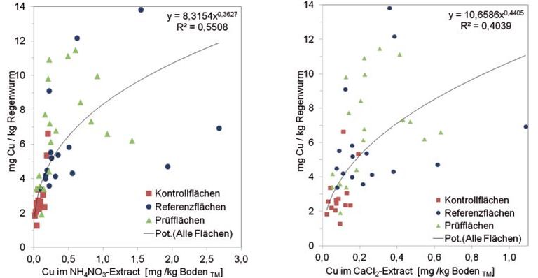Abb. 2. Potentielle Zusammen­hänge zwischen Kupfer­gehalten im NH4NO3-Extrakt (links) und im CaCl2-Extrakt (rechts) der Bodenproben mit den bestimmten Kupfer­gesamtgehalten in der Regenwurmzönose auf der Basis von Mittel­werten der Untersu­chungsflächen im Vergleich (n = 49).