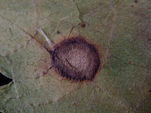 Fig. 2. Pycnidia on a leaf spot.