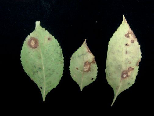 Fig. 1. Symptoms on upper side of leaf.