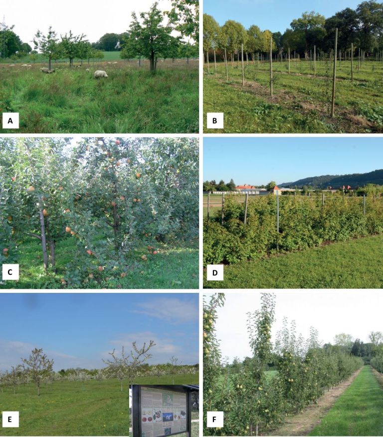 Fig. 2. Preservation of fruit ge­netic resources in the German Fruit Genebank (GFG) by partner insti­tutions. A, on farm cher­ry collection located at Hagen a.T.W.; B, safety back-up field collection of plum located at the ESTEBURG – Fruit-growing Centre Jork; C, ex situ field collection of apple located at the Competence Centre for Fruit Production – Lake Constance; D, ex situ field collection of Ru­bus located at the Saxon State Office for Env­ironment, Agriculture and Geology (Dresden-Pillnitz); E, on farm ap­ple collection located at the Schlachtberg (Bad Frankenhausen, District Kyffhäuser; foto: PUSCH et al. 2002); F, ex situ field collection of pear located at the Fe­deral Plant Variety Of­fice (photo: Wurzen).