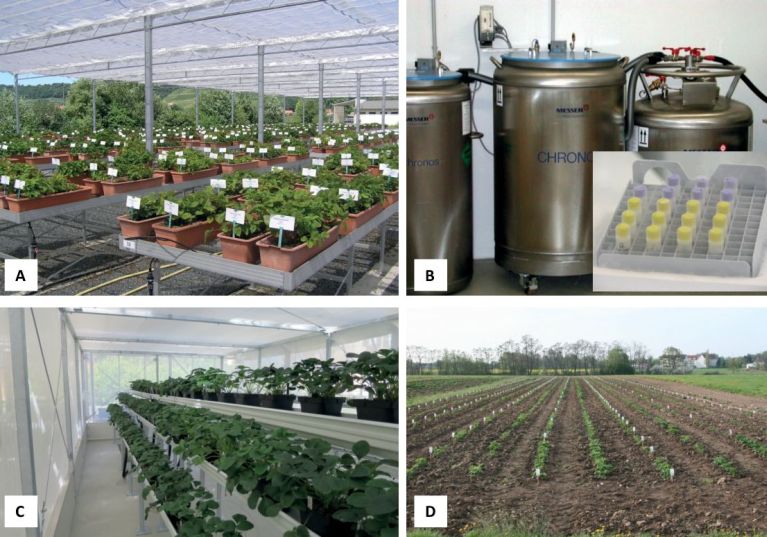 Fig. 3. Preservation of genetic resources of strawberry in the German Fruit Ge­nebank (GFG) at the Ju­lius Kühn-Institut (Dresden-Pillnitz) and the Bundessortenamt (Federal Plant Variety Office, Wurzen). A, potted plants of the ex situ strawberry collecti­on held at JKI Dresden-Pillnitz; B, facility for cryopreservation at JKI Dresden-Pillnitz; C, virus-free material of strawberry maintained in an insect-protected screen house at JKI Dresden-Pillnitz; D, ex situ field collection of strawberry at the Bundessorten­amt Wur­zen.