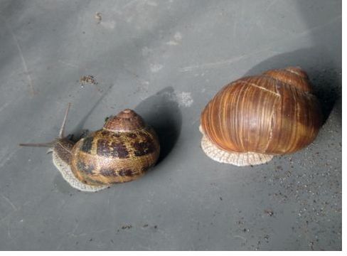 Abb. 1. Gehäuse der beiden Weinbergschneckenarten: Links die Raue, Gefleckte oder Genetzte Wein­bergschnecke Helix aspersa (= Canthareus asper­sus), rechts die Weinbergschnecke Helix pomatia