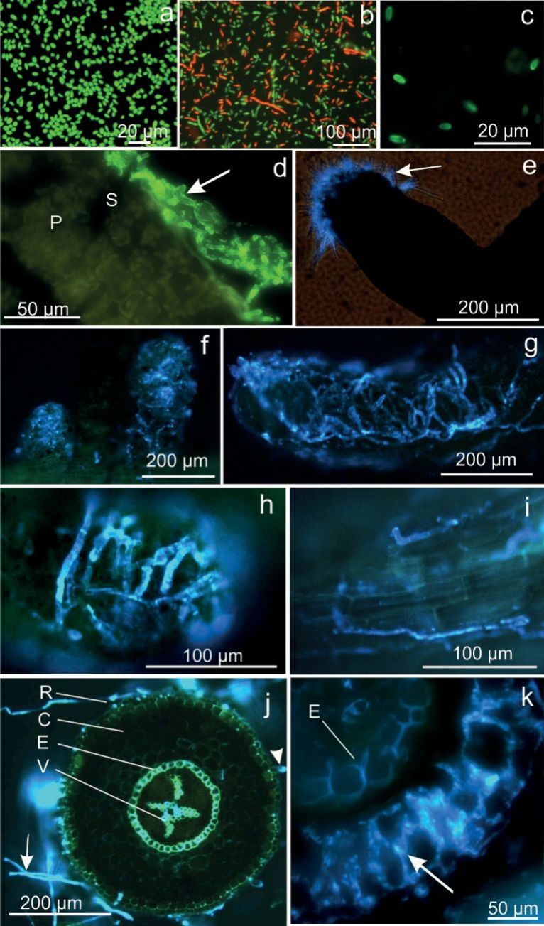 Fig. 1. Beauveria spp. bla­stospores and oak fine roots naturally coloni­zed by rhizosphere fun­gi. a, b) Viability test of B. bassiana blastospores in culture with 0.01% acridine orange. a) Vital green fluorescent spo­res; b) predominantly dead red fluorescent spores. c) Beauveria bassiana spores sub­jected to in situ im­munofluorescent specific Beauveria poly­clonal antibodies/goat anti-rabbit secondary FITC-conjugated anti­bodies. d) Cross section of oak leaf inoculated with B. bassiana, 10 dpi, and subjected to full im­munolabelling: spores and hyphae (arrow) re­main outside on the epi­dermal leaf surface and are absent in the meso­phyll, (P) palisade cells, (S) spongy mesophyll (CLSM). e-k) Fine roots of non-inoculated three-year-old control oak sa­plings, naturally coloni­zed internally and/or on the surface by natural rhizospheric fungi; blankophor (0.01%) sta­ining. e) Soil fungi colo­nizing preferentially the tip of fine roots (arrow). f) Series of fine roots covered with a fungal net. g) Dense fungal net around fine root tip. h) Close-up view of fungal hyphae. i) Fungi growing longitudinally along fine root tip. j) Cross section of fine root with fungal hyphae (arrow) surrounding the rhizodermis (R), (C) cortex, root hair (ar­rowhead), (E) endoder­mis, (V) vascular bundle. k) Cross section detail revealing mycorr­hiza-like fungal growth in the intercellular space (arrow) up to the endo­dermis with Casparian strips (E). The central cylinder is free of hy­phae (CLSM).