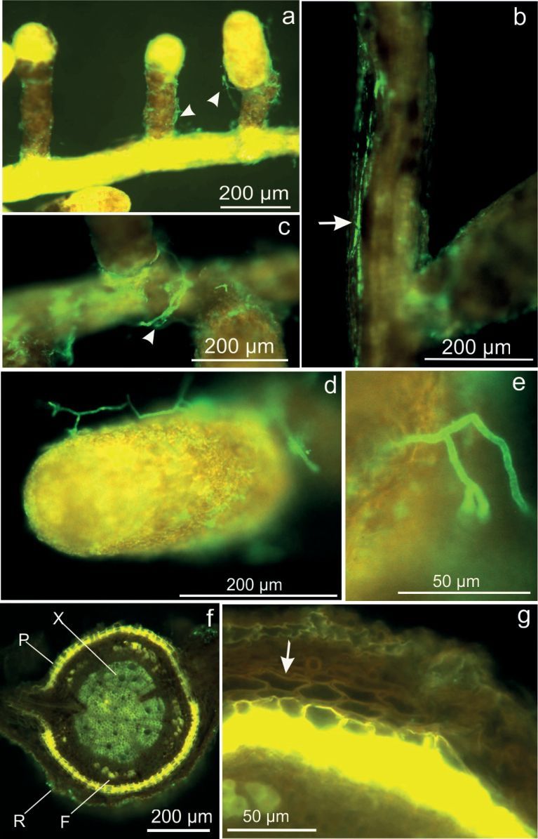Fig. 2. Selective rapid im­munofluorescent label­ling of Beauveria brongniartii on oak fine roots. a) B. brongniartii green fluorescent hy­phae, 5 mpi, at a series of yellow/brown fine roots (arrowheads). b) Longitudinally growing hyphae (arrow), 5 mpi. c) Hyphae surrounding the base of fine root (ar­rowhead), 5 mpi. d, e) Close-up view of hy­phae at fine root, 5 mpi. f) Oak fine root cross section with suberinized cork cells of the peri­derm (P), (R) rhizoder­mis, (F) fibers, (X) xylem with lignified pith, and g) detail revea­ling absence of endo­phytic B. brongniartii growth inside the com­plete root tissue (arrow), 6.5 mpi.