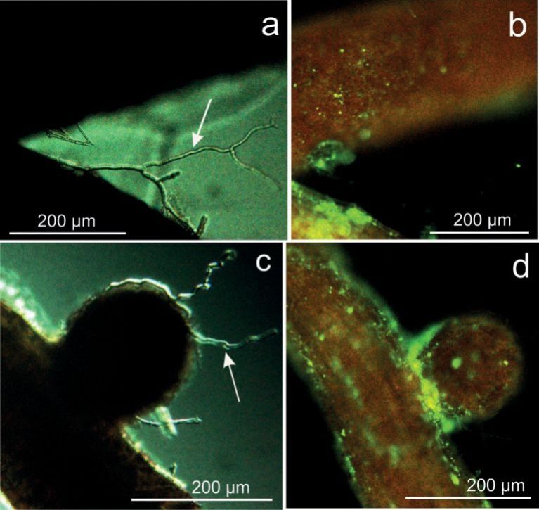 Fig. 3. Non-inoculated control oak fine roots after im­munologically staining with antibodies. a, c) Differential interference contrast (DIC) micro­graphs showing fungal hyphae. b, d) The same samples under blue light excitation. Fluorescing hyphae are absent, which proves the selec­tivity of the method: im­munolabelling with specific antibodies only reacts with Beauveria species, naturally occur­ring fungi are not de­tected.