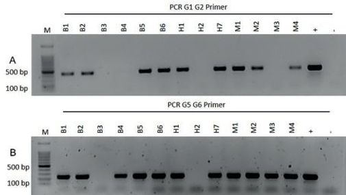 Abb. 2. Gelelektrophoretische Auftrennung von PCR-Pro­dukten aus Phloem symptomatischer Aesculus. spp in 1%igem Agarosegel mit Pseudomonas syringae pv. aesculi spezifischem Primerpaar G1/G2 (A) und G5/G6 (B)M = BenchTop 100 bp DNA Lad­der, += Pseudomonas syringae pv. aesculi (Positiv­kontrolle), -= nicht symptomatische Kastanie (Negativkontrolle), B1, B2, B3, B4, B5, B6, H1, H2, H7, M2, M3, M4 = Proben zur Reihenuntersu­chung