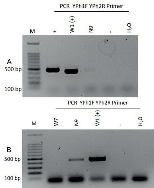 Abb. 8. Gelelektrophoretische Auftrennung von PCR-Pro­dukten aus Phloem symptomatischer A. hippoca­stanum in 1%igem Agarosegel mit Phytophthora spp. spezifischem Primerpaar YPh1F/YPh2RA: PCR-Ansatz ohne DMSO, PCR 30 ZyklenB: PCR-Ansatz mit DMSO, PCR 40 ZyklenM = BenchTop 100 bp DNA Ladder, += Phytophthora ramorum (Positivkontrolle), + (1:10)= Phytophthora ra­morum und nicht symptomatische Kastanie im Verhältnis 1:10, -= nicht symptomatische Kastanie (Negativkontrolle), H2O = Milli-Q (Negativkon­trolle), W1, W7, N9 = Proben zur Reihenuntersu­chung