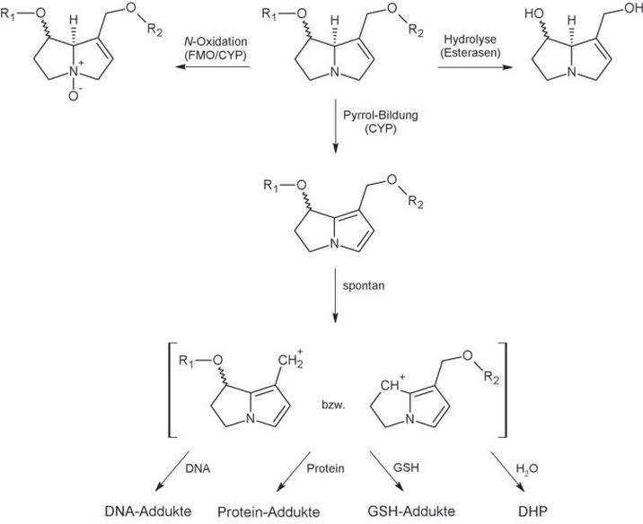 Abb. 2. Wesentliche metaboli­sche Pfade 1,2-ungesät­tigter PA, einschließlich deren Toxifizierung zu reaktiven Pyrrol-Es­tern. R1 und R2: Necin­säuren; FMO: Flavin-abhängige Monooxy­genasen; CYP: Cytochrom-P-450-Mo­nooxygenasen; GSH: Gluta­thion; DHP: (±)-6,7-Dihydro-7-hy­droxy-1-hydroxyme­thyl-5H-pyrrolizin.