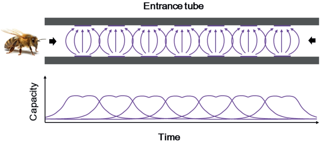 Fig. 3. Schematic view of the sensor arrangement in the entrance tube and idealized capacitive measurement cur­ves. 
The bee enters from the left and must pass all seven sensors to reach the hive and vice versa.
