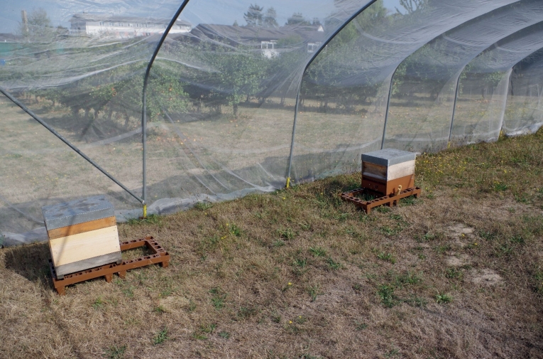 Fig. 4. Robber’s test experi­mental setup in the tun­nel tent. 
Left: honey bee colony, right: honey­combs as a lure for fora­gers in a box equipped with a BeeCheck de­vice.
