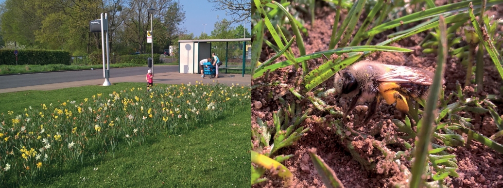 Fig. 3. Urban nesting habitat for ground-nesting bees. 
Nesting habitat on urban green in Braunschweig (Lower Saxony, Germany; left), with an aggregation of Andrena vaga (right, female with Salix pollen load) in spring (Photos: André Krahner).
