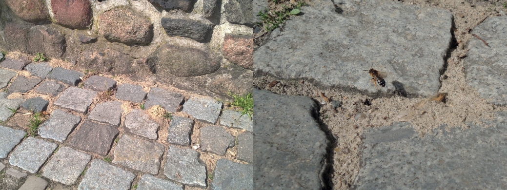 Fig. 4. Xerotherm urban habitat. 
Sun exposed nesting habitat in Berlin-Dahlem (Germany; left), with multiple nest entrances of a halictid bee species (right) in spring (Photos: André Krahner).
