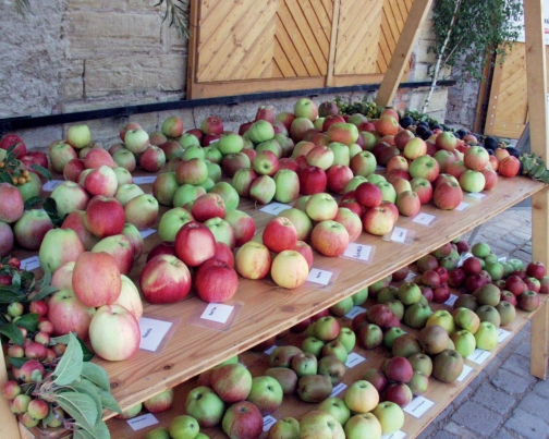 Abb. 1. Präsentation alter Apfelsorten anlässlich einer Technikschau im Obstbau am Standort Mönchpfif­fel, bei Artern