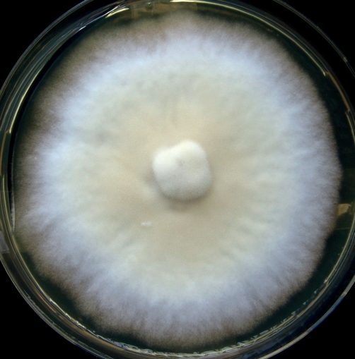 Abb. 9. Aus Bastgewebe gewonnene Reinkultur des Pilzes Neo­nectria neomacrospora 
(Befallsfläche bei Sed­din). Bildautoren: P. Heydeck, R. Merkel
