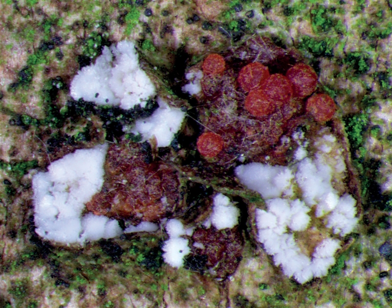 Abb. 10. Perithecien von Neo­­nec­tria neomacrospora, in unmittelbarer Nähe der Anamorphe 
(Be­fallsfläche bei Seddin). Bild­autoren: P. Hey­deck, R. Merkel

