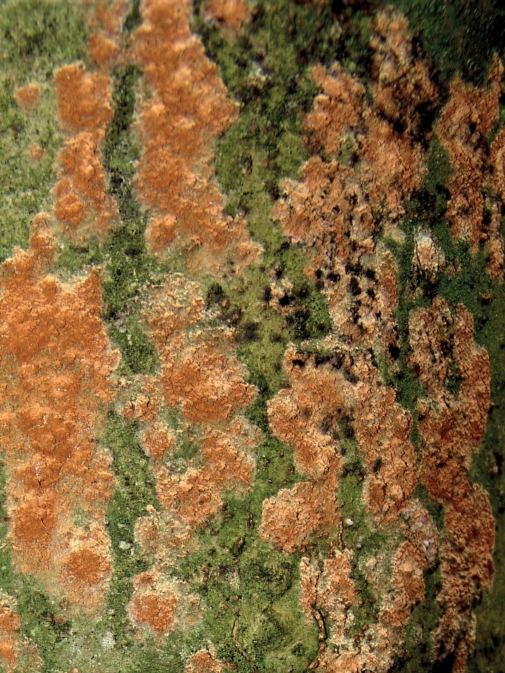 Abb. 12. Mycelüberzüge des Hyper­parasiten Nematogonum ferrugineum an einem erkrankten Baum 
(Befalls­fläche bei Seddin). Bildautoren: P. Heydeck, R. Merkel

