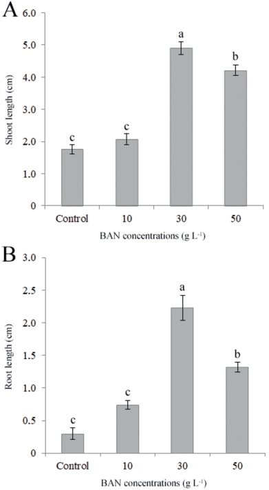 Fig. 2. The effects of banana homogenate on the mean shoot (A) and root (B) lengths in Serapias vomera­cea. 
Data represent mean ± SD. Means having the same superscript letters were not significantly dif­ferent by Tukey’s honestly significant difference test (p < 0.05).
