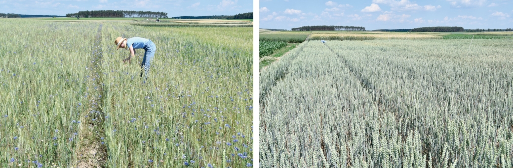 Abb. 2. Vergleich einer Weizenparzelle im Ökologischen (links) und im Integrierten Landbau (rechts). 
Foto: Ste­fan Kühne, JKI
