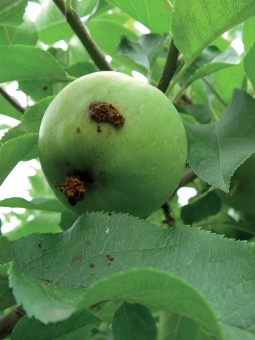 Abb. 1. Apfel mit Symptomen verursacht durch den Apfel­wickler (Cydia pomonella). 
Foto: Dr. Christian Scheer, Kompetenzzentrum Obstbau-Bodensee.
