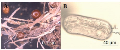 Abb. 1. Kartoffelzystennematoden Globodera sp. 
A) Zy­sten an Wurzelgewebe; B) Ei von Globo­dera sp.

