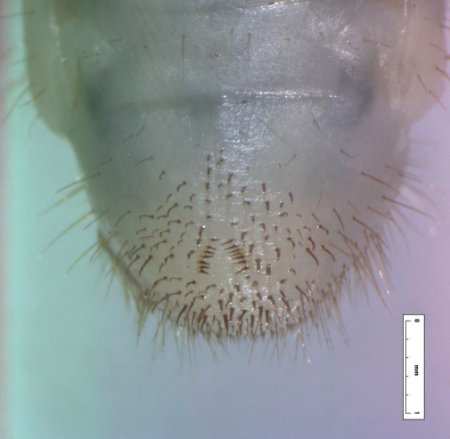 Abb. 5. Pygidium des dritten Larvenstadiums von Popillia japonica mit typisch V-förmiger Beborstung. 
Foto: Germain, LNPV. Mit freundlicher Genehmigung durch EPPO (https://www.eppo.int/).
