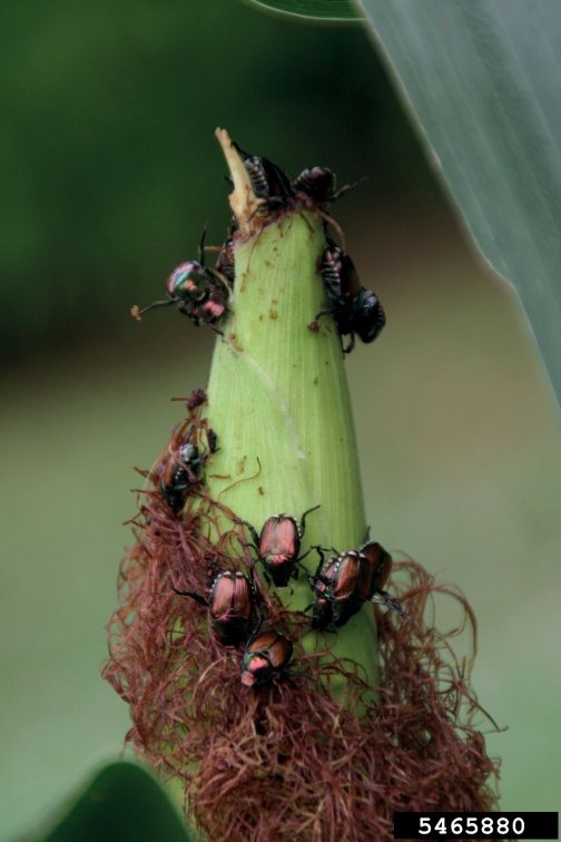 Abb. 9. Käferfraß an Narbenfäden eines Maiskolbens. 
Fo­to: D. Mueller, Iowa Univ., Bugwood.org, CC-BY 3.0.

