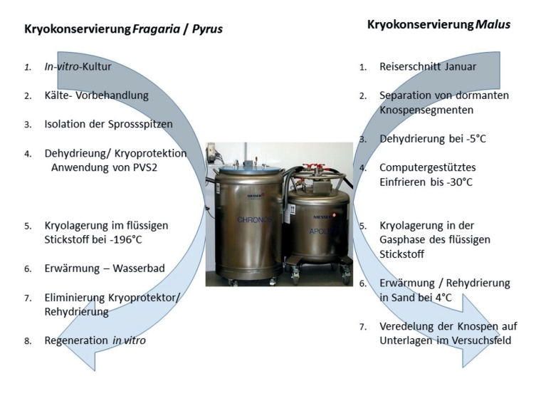 Abb. 2. Vergleichende Darstel­lung der Methoden der Kryokonservierung bei Fragaria und Pyrus un­ter der Anwendung der PVS2 Vitrifikation so­wie bei Malus unter Einsatz von dormanten Knospen.