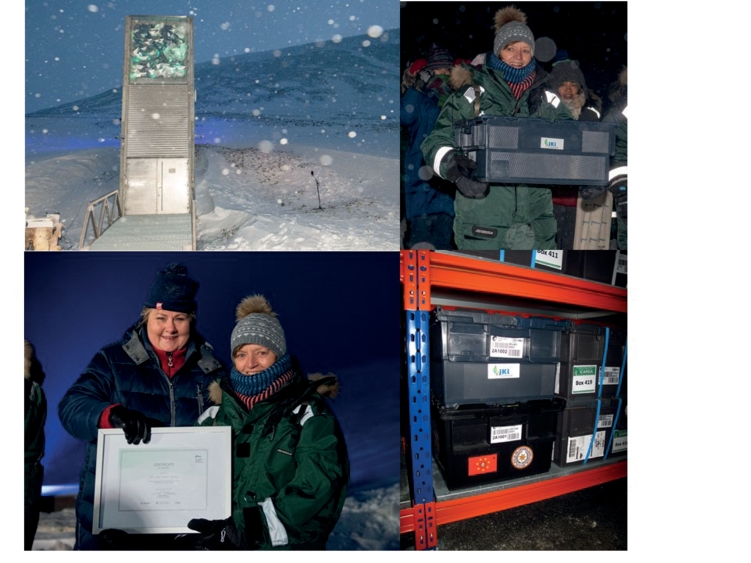 Abb. 3. Einlagerung von Sa­menproben im Svalbard Global Seed Vault im Februar 2020. 
A) Svalbard Global Seed Vault, Norway (Quelle: Crop Trust); B) Dr. Monika Höfer bei der Übergabe der Sa­menproben (Quelle: Crop Trust); C) Pre­mierministerin von Nor­wegen, Erna Solberg, überreicht die Urkunde an das JKI (Quelle: Glo­bal Seed Vault Ragnhild Utne); D) Probenbox des JKI im Global Seed Vault (Quelle: NordGen Asmund Asdal)
