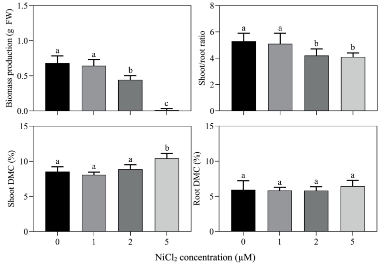 Fig. 1. Impact of Ni2+ expo­sure on the growth of Brassica rapa. 
10-day old seedlings were grown on 25% Hoag­land nutrient solutions containing supplemen­tal NiCl2 levels of 0, 1, 2 or 5 μM for 10 days. The initial plant weight was 0.178 ± 0.007 g. Data on biomass pro­duction (g FW) and shoot/root ratio repre­sent the mean of four in­dependent experiments with nine to ten measu­rements with three plants in each (± SD). Data on dry matter con­tent (DMC; %) repre­sent the mean of three independent experi­ments with three measu­rements with three plants in each (± SD). Different letters indicate significant differences between treatments (P ≤ 0.05, one-way ANOVA; Tukey’s HSD test as a post-hoc test).
