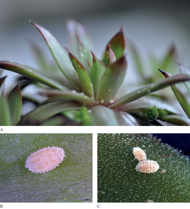 Fig. 1. Phenacoccus solani. A) Infestation on Semper­vivum tectorum. B) Adult female with 18 pairs of wax filaments ( 6 mm long). C) Adult females in the middle (ovoviviparous) with newly hatched crawler (right).