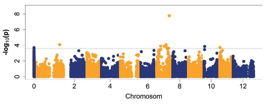 Abb. 6. Manhattan-Plot (diplo-additive) für das Merkmal ΔrAUDPC. 
Das Signifikanzniveau ((-log10(p)> 3,5) wurde durch die Kontrolle der False Discovery Rate von 5 % festgelegt. Die Differenzierung der Chro­mosomen ist durch die abwechselnde Färbung gegeben.
