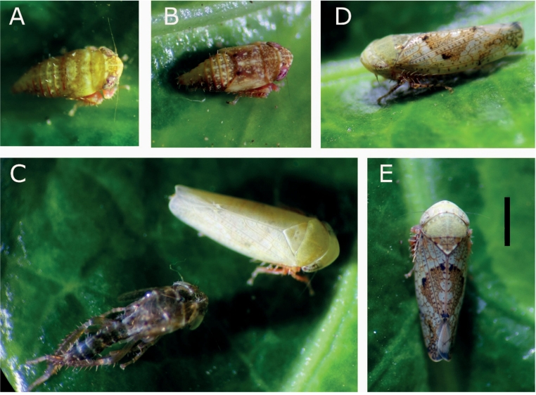 Fig. 1. Hishimonus hamatus collected on Ligustrum in Ger­many. 
A) 4th and B) 5th instar nymphs, C) freshly molted and still pale imago next to exu­via, D) and E) fully co­lored imago. Scalebar = 1 mm.
