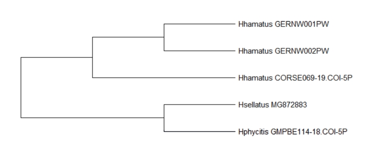 Fig. 2. Phylogenic tree displays maximum likelihood alignment of translated COI core sequences from German indivi­duals and sequences from different Hishimo­nus species available in databases. 
The species names and the corre­sponding identifiers are indicated.

