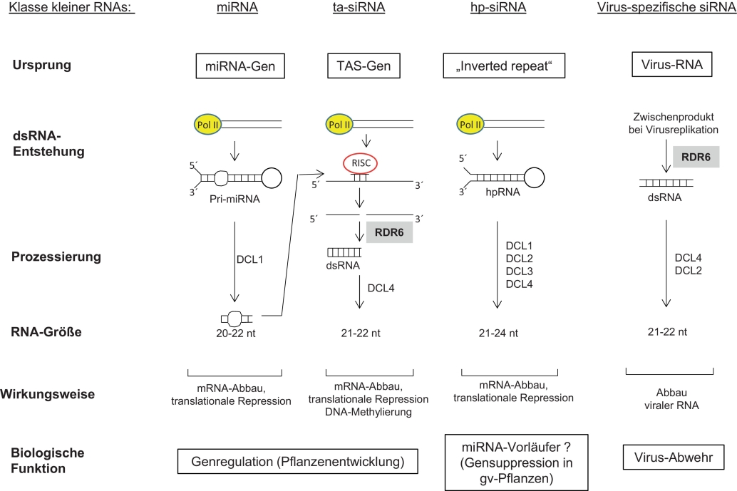 Abb. 1. Überblick über verschiedene RNAi-Mechanismen in Pflanzen. 
Micro RNAs (miRNAs) entstehen nach sukzessiver Prozessierung durch DCL1 aus pflanzeneigenen Transkripten mit imperfekter doppelsträn­giger „stem-loop“-Struktur, sogenannter pri-miRNA (primärer miRNA). Pflanzliche miRNAs zielen auf Boten-RNA mit fast perfekter Sequenzhomologie und führen zum Abbau von Boten-RNA oder zur Hem­mung der Translation. MiRNAs entfalten ihre Wirkung zum Teil über sekundäre trans-agierende siRNAs (ta-siRNAs), indem sie ein TAS-Gentranskript ansteuern, spalten und die Spaltungsprodukte als Matrize für die Synthese weiterer dsRNA verwenden. „Hairpin“ (hp) siRNA stammt von langen hpRNAs, die vermutlich Vorläufer von miRNAs sind; hp-siRNA wird auch in entsprechenden gentechnisch veränder­ten RNAi-Pflanzen gebildet. Während der Virusreplikation entstehende dsRNA wird in siRNAs prozes­siert, die eine spezifische antivirale Abwehr gegen infizierende Viren mit homologer RNA auslösen. Pol II = RNA polymerase II, RDR6 = RNA-abhängige RNA-Polymerase 6, DCL = Dicer like RNasen. Ab­bildung basiert auf der Übersicht der Gen-Silencing-Wege in Schiemann et al. (2019
).