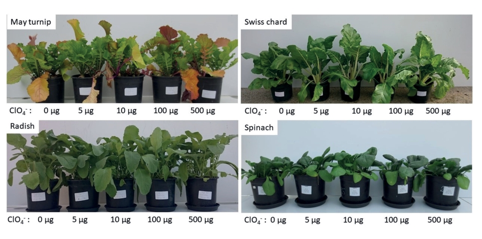 Fig. 1. Growth of May turnip, radish, Swiss chard and spinach in relation to perchlorate application [in μg ClO4-/pot] at harvest time.