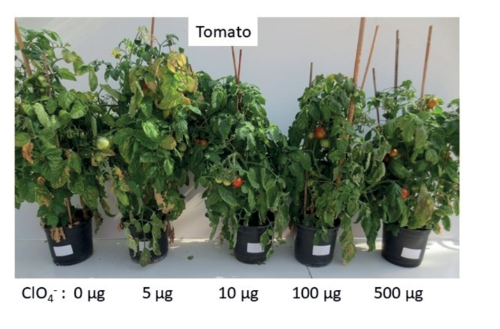 Fig. 2. Growth of tomato plants in relation to perchlorate application [in μg ClO4-/pot] at harvest time.
