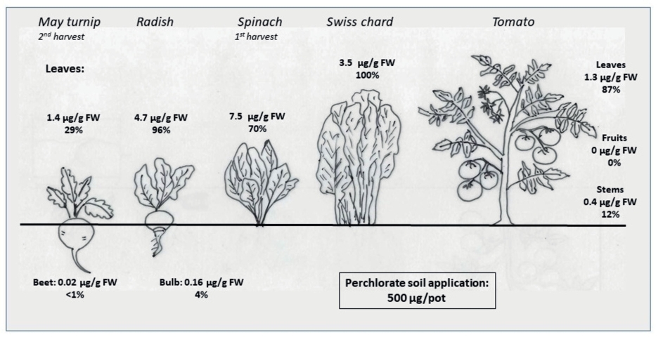 Fig. 3. Concentration and transfer of perchlorate at the highest application rate of 500 μg ClO4-/pot into different plant parts of the investigated crops.
 In case of May turnip a great perchlorate proportion was bound in the intermediate harvest explaining the lower percentage of perchlorate transfer. The concentration valu­es are given in μg ClO4-/g FW and the transfer factor from soil into the plant is given in %.
