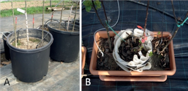 Fig. 1. Position of the donor tree (centre) and recipi­ent trees (adjacent) in pot experiment I (A) and experiment II (B).