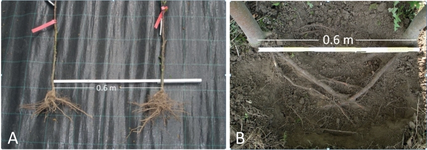Fig. 5. A) Dimension of the root system of ‘Bittenfelder’ seedling trees unearthed 12 months after planting. B) Superficially exposed root system 42 months after planting.