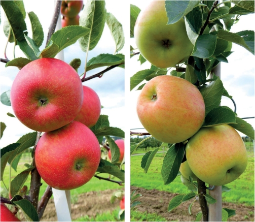 Abb. 2. Neue Apfelsorten aus der Züchtung des JKI.
 Links: 'Rea Bellina', Rechts: 'Rea Gold'. Fotos: A. Peil, JKI.
