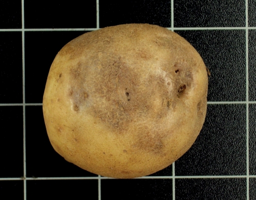 Abb. 3. Knollenfäule – Krankheitssymptome an der Kartoffel­knolle. Quelle: Hammann/JKI.