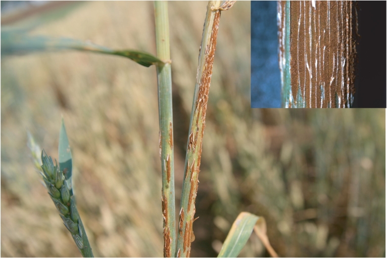 Abb. 6. Schwarzrost an Weizen.
 Schwarzrost (Puccinia graminis) tritt besonders in wärmeren Gebieten auf. Obwohl er bisher in Deutschland primär für Roggen von Relevanz ist, kann auch Weizen befallen werden. Foto: Serf­ling/JKI.
