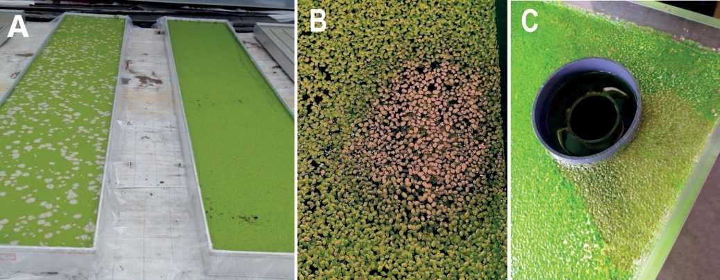 Fig. 1.  Patches of discolored and bleached fronds of Lemna minor in pools of hydroponic systems.
 A: standing water, diseased (left) and healthy (right), B: standing water, single patch in detail, C: closed circulatory system, single patch in detail.
